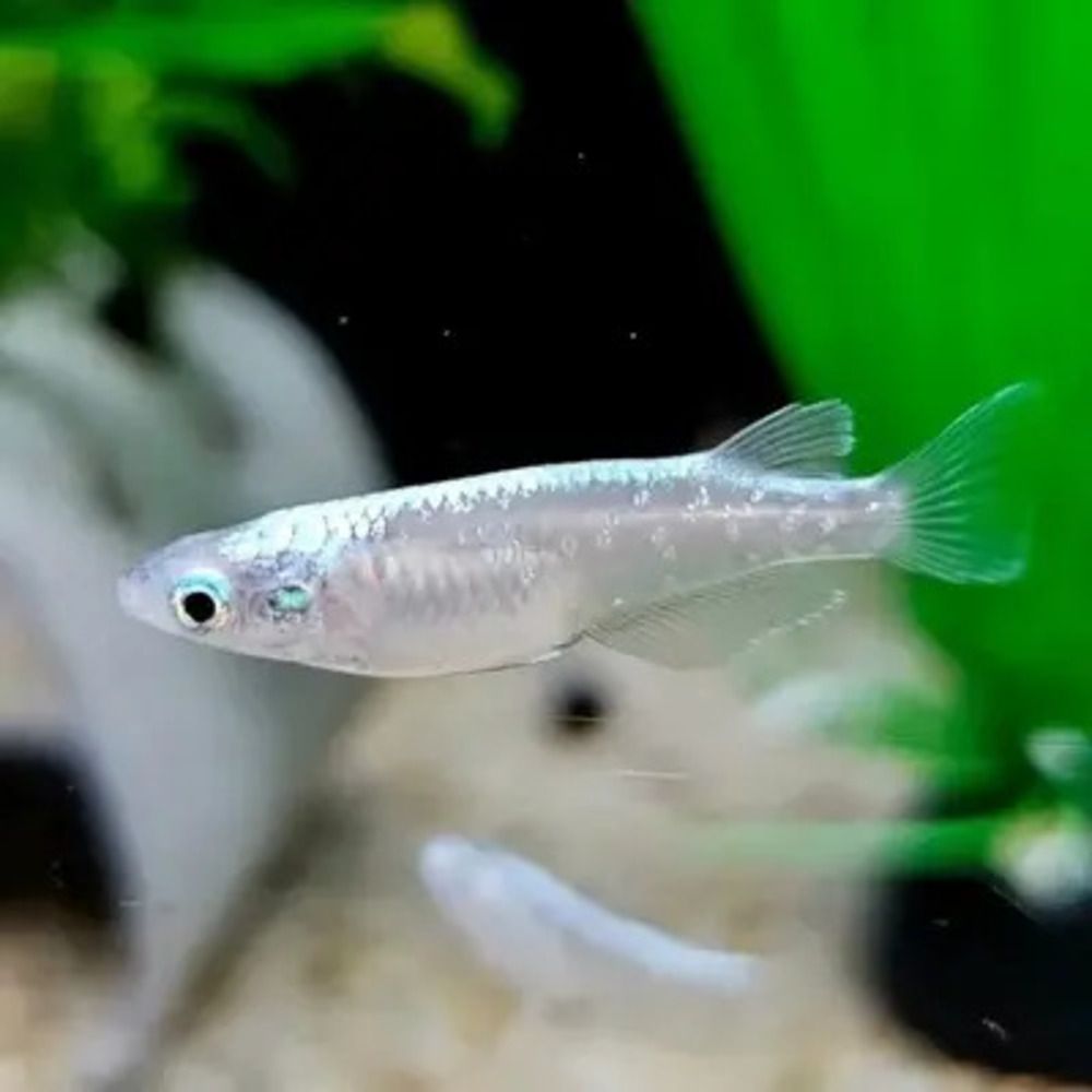 Platinum white Rice Fish