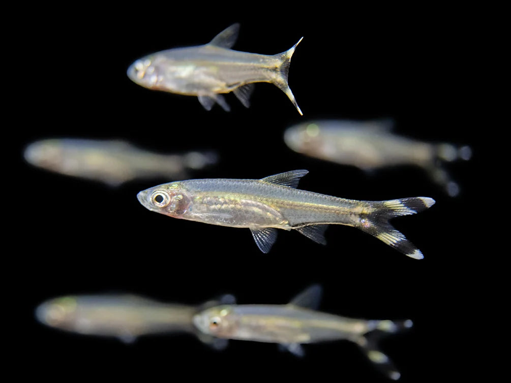 Black Scissortail Rasbora