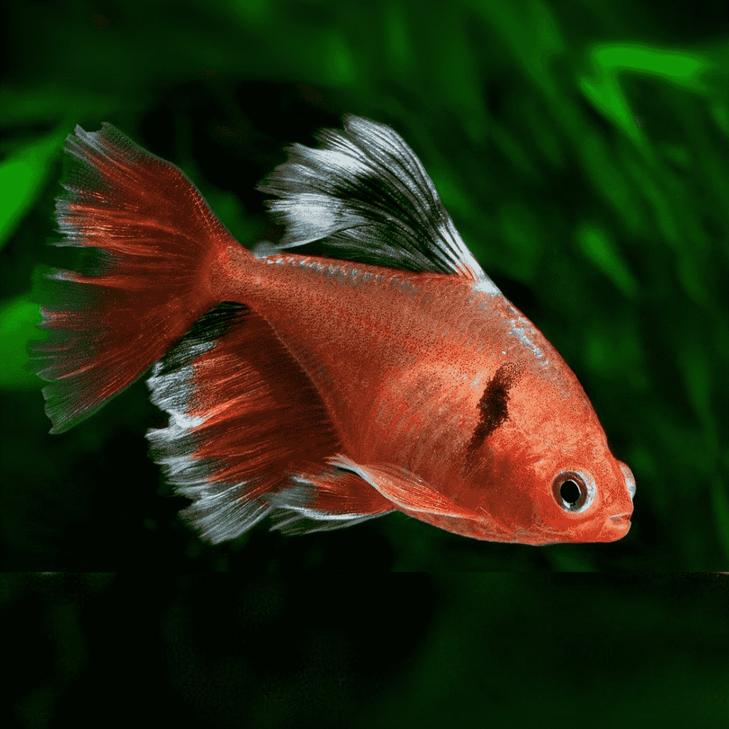 Surfi Tetra