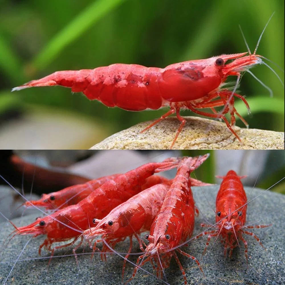 Red Shrimp