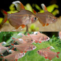 White Fin Tetra