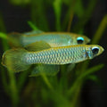 Norman's lampeye Killi Fish