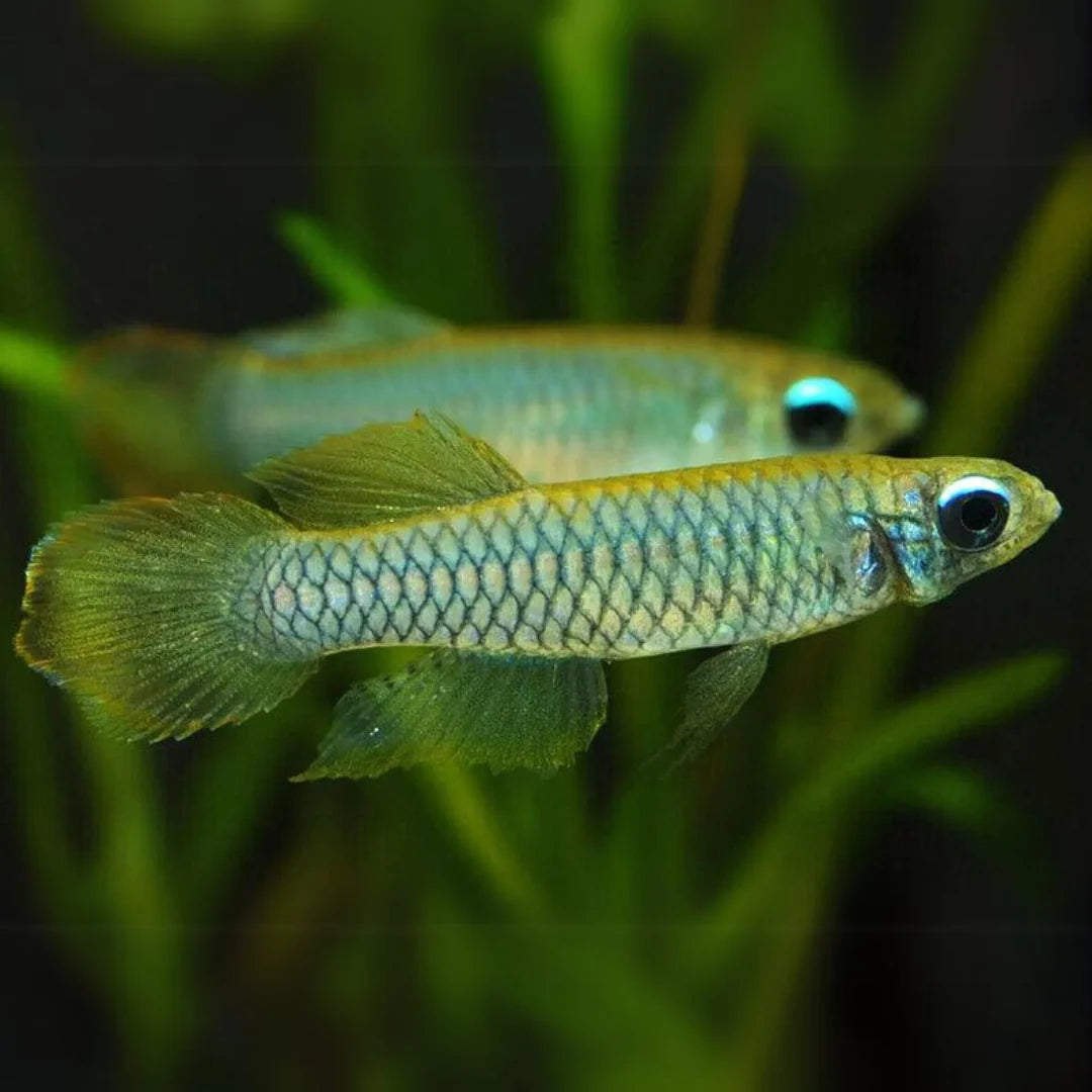 Norman's lampeye Killi Fish