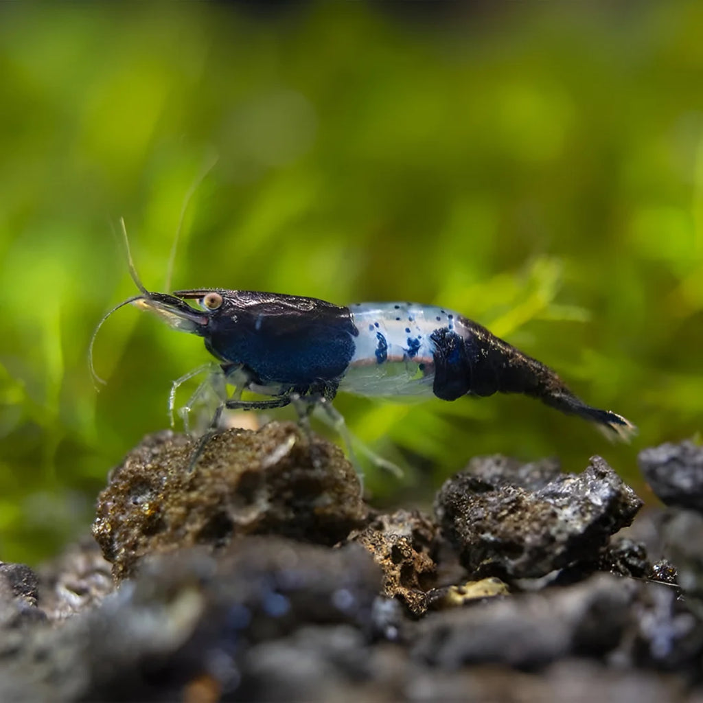 Black Rilli Shrimp