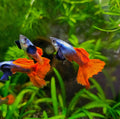 Platinum Dumbo Ear Guppy