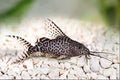 Feather Fin Catfish