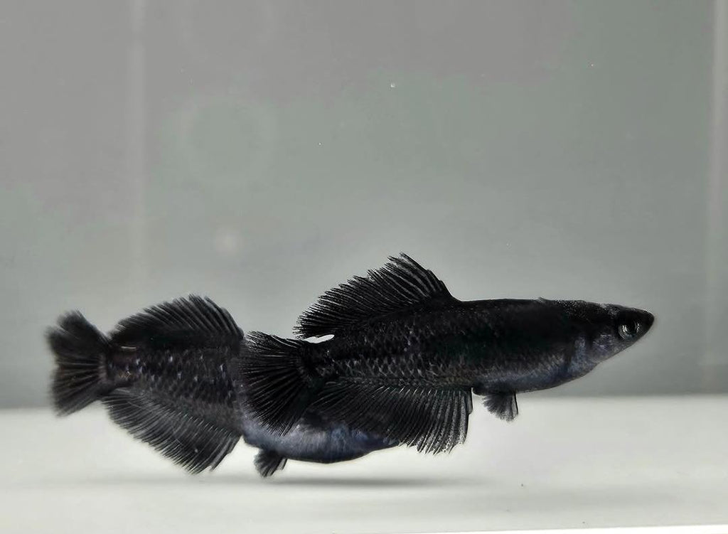 Black Rice Fish