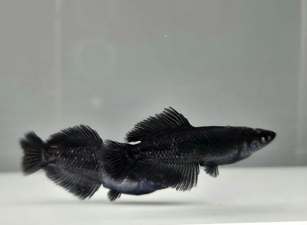 Black Rice Fish