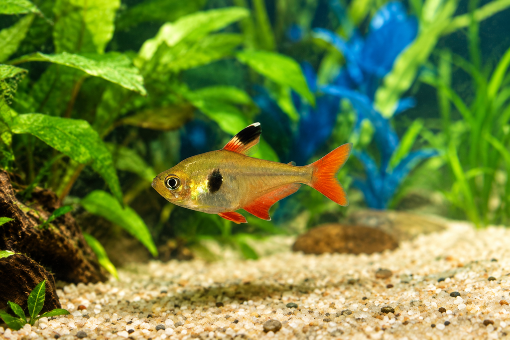 Yellow Phantom Tetra