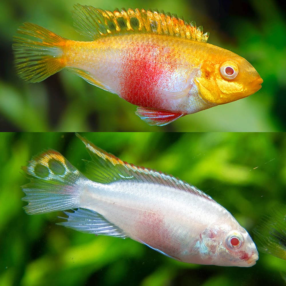 Albino Rainbow Kribensis