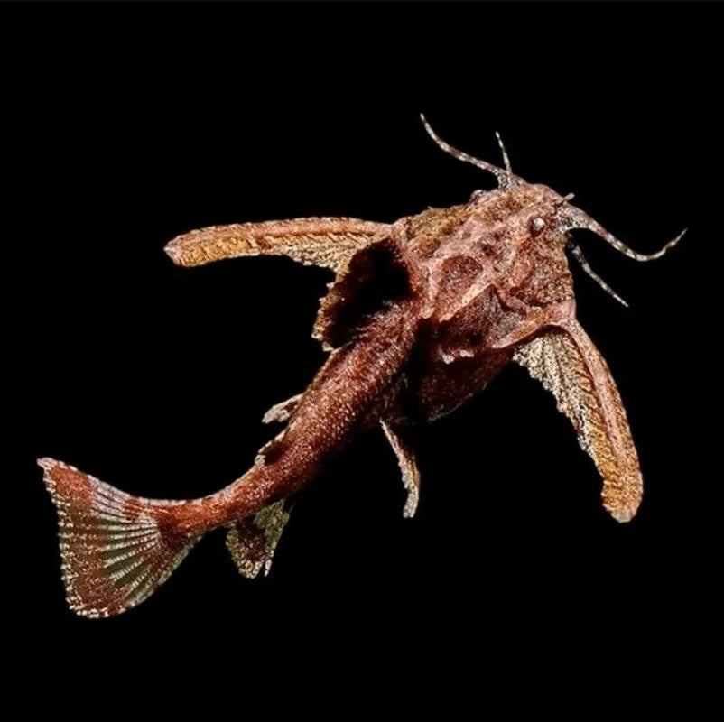 Anchor Catfish Algae Eaters