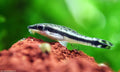 Otocinclus Algae Eaters