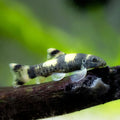Panda Garra Algae Eaters