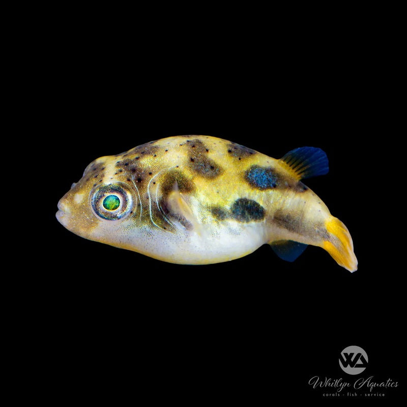 Pea Puffer Algae Eaters