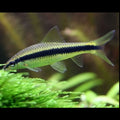 Siamese Algae Eater Algae Eaters