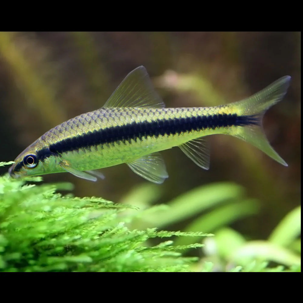 Siamese Algae Eater Algae Eaters