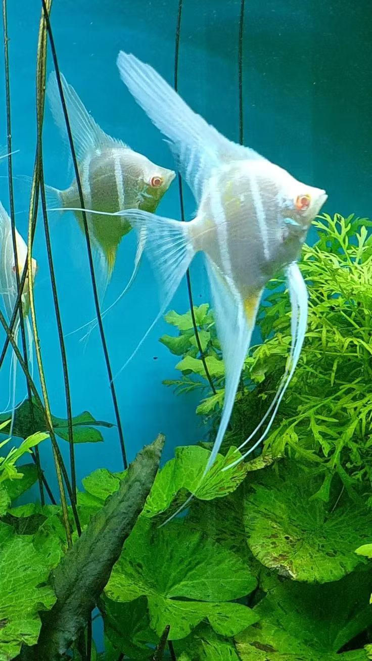 Albino Dantum Angels