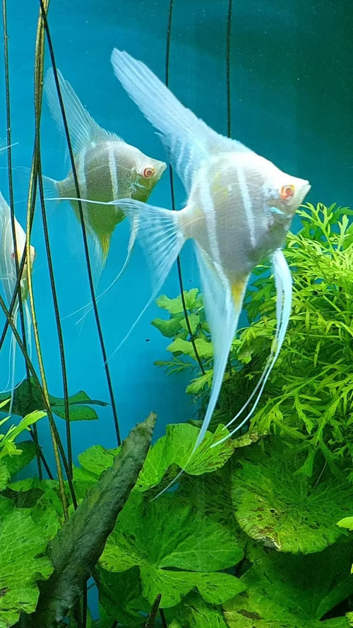 Albino Dantum Angels