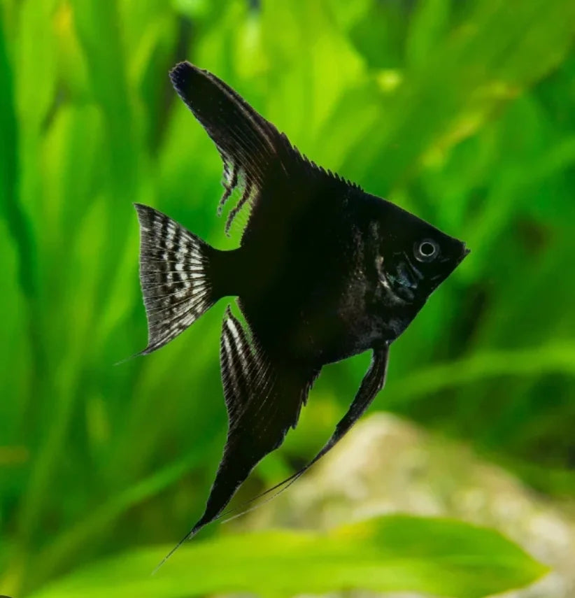 Jet Black Angels