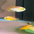 Gold Apistogramma Apistogramma