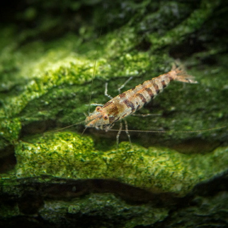 Tiger Shrimps