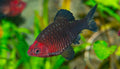 Black Ruby Barb Barbs