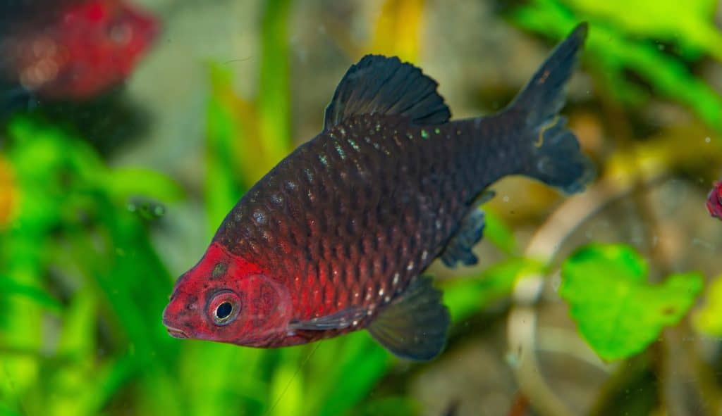 Black Ruby Barb Barbs
