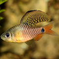 Drape Fin Barb Barbs