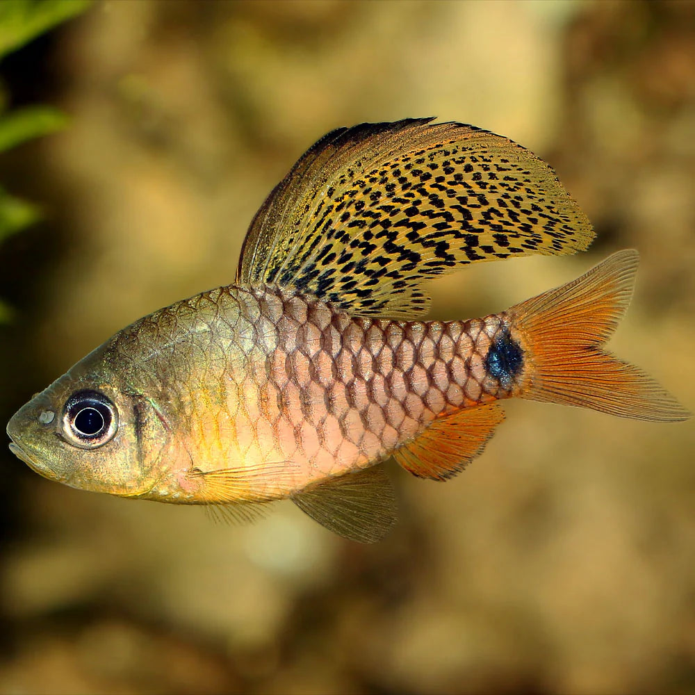 Drape Fin Barb Barbs