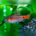 Odessa Barb Barbs