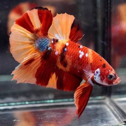 red candy plakat betta