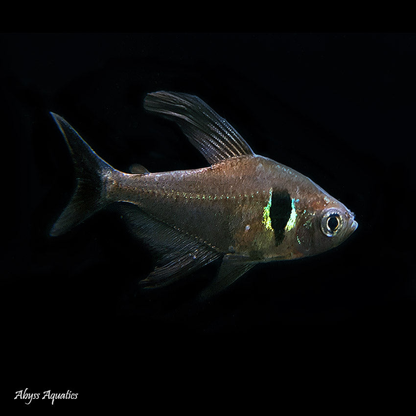 Black Phantom Tetra