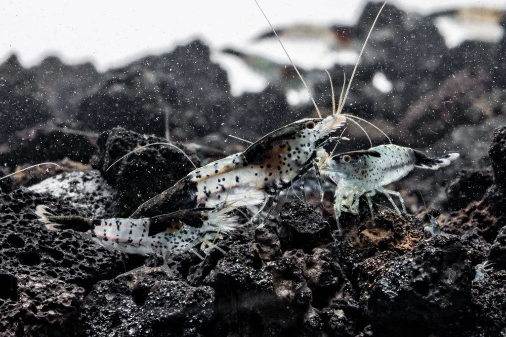 Black Rilli Shrimp