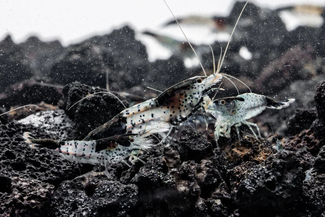Black Rilli Shrimp