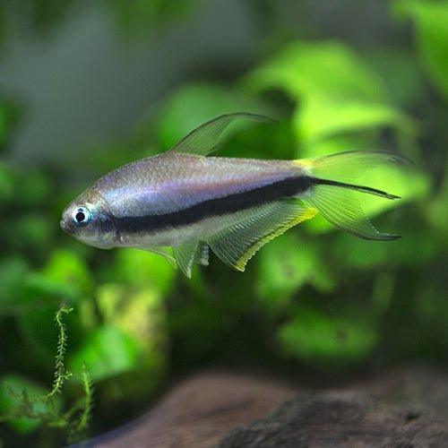 Emperor Tetra