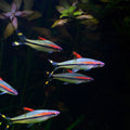 Denison Barb