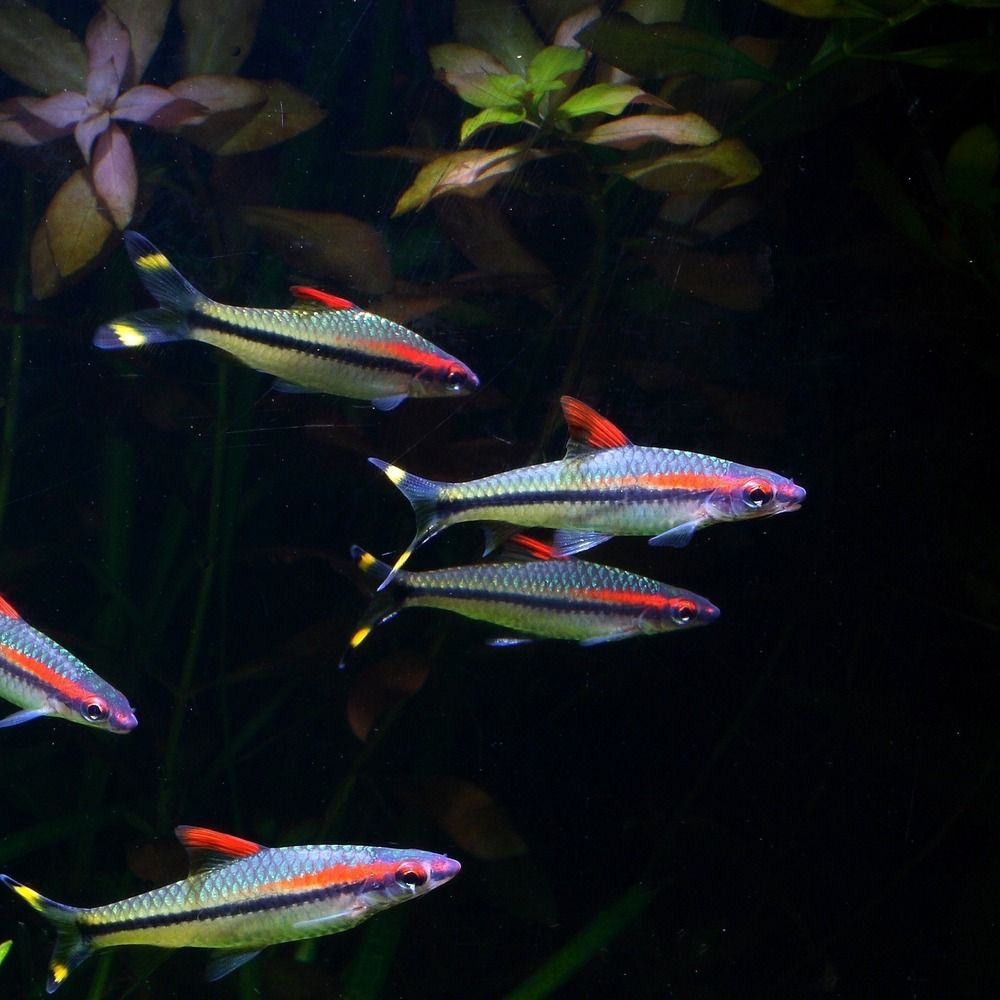 Denison Barb