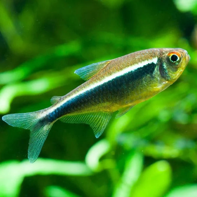 Black Neon Tetra