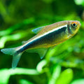 Black Neon Tetra