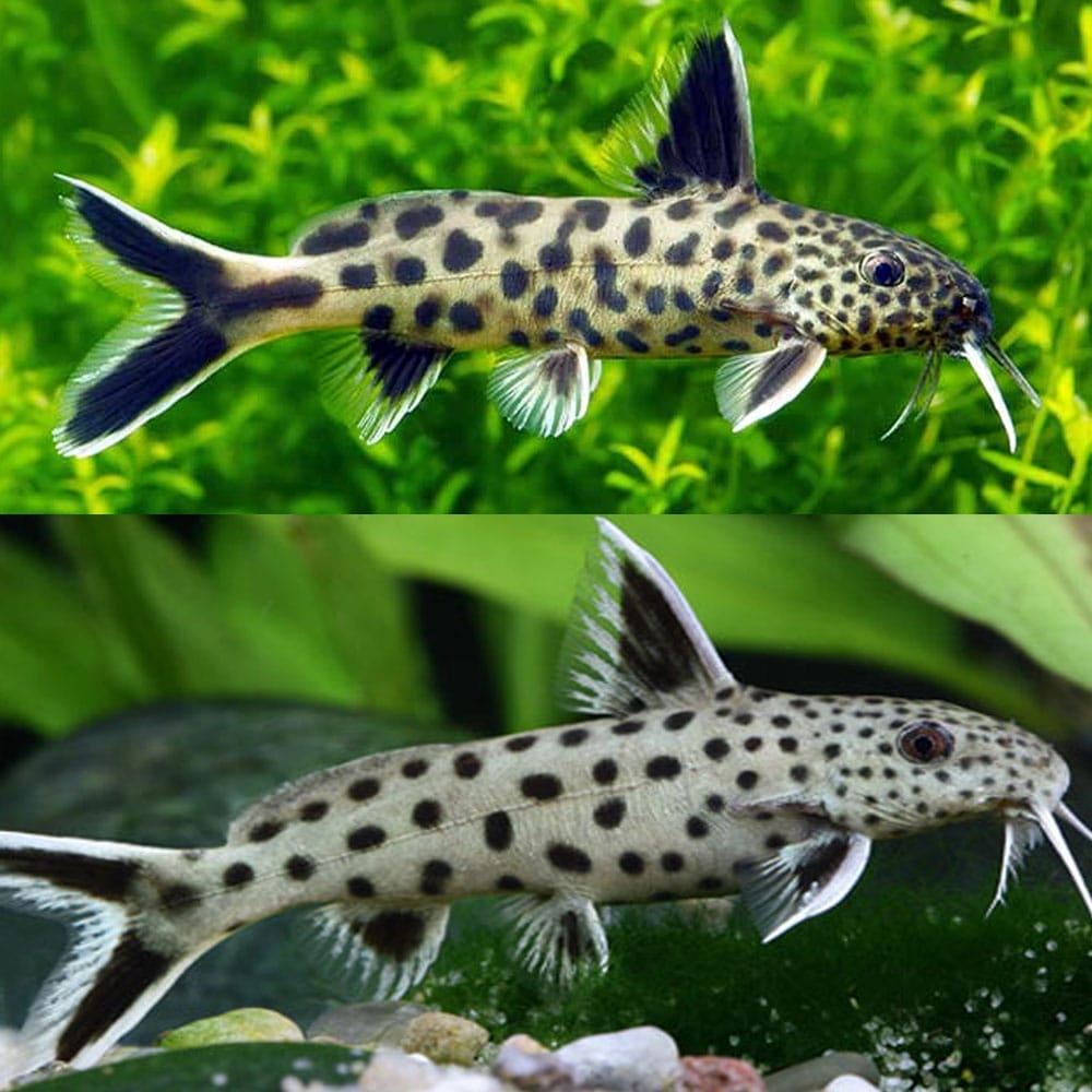 Petricola Catfish Catfish
