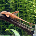 Red Lizard Whiptail Catfish