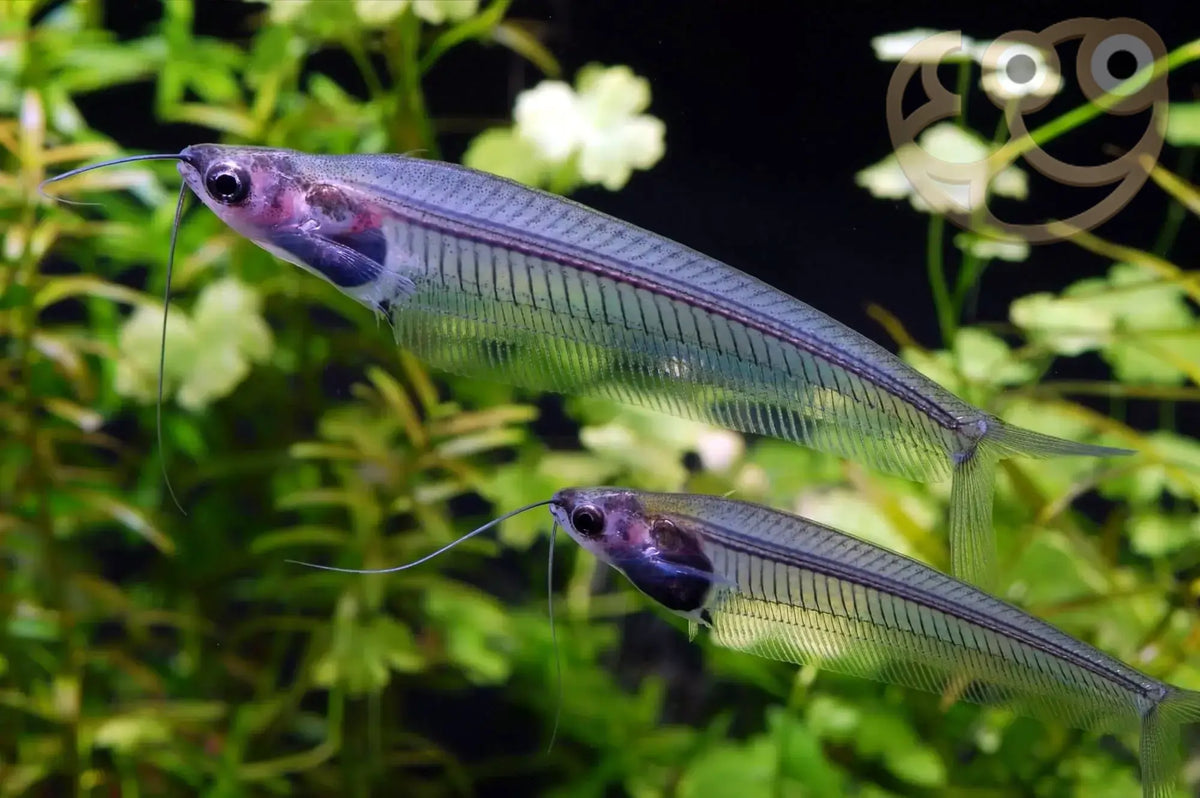 Thailand Glass Catfish Catfish