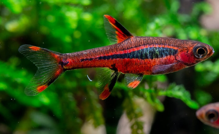 Chilli Rasbora / Mosquito Rasbora