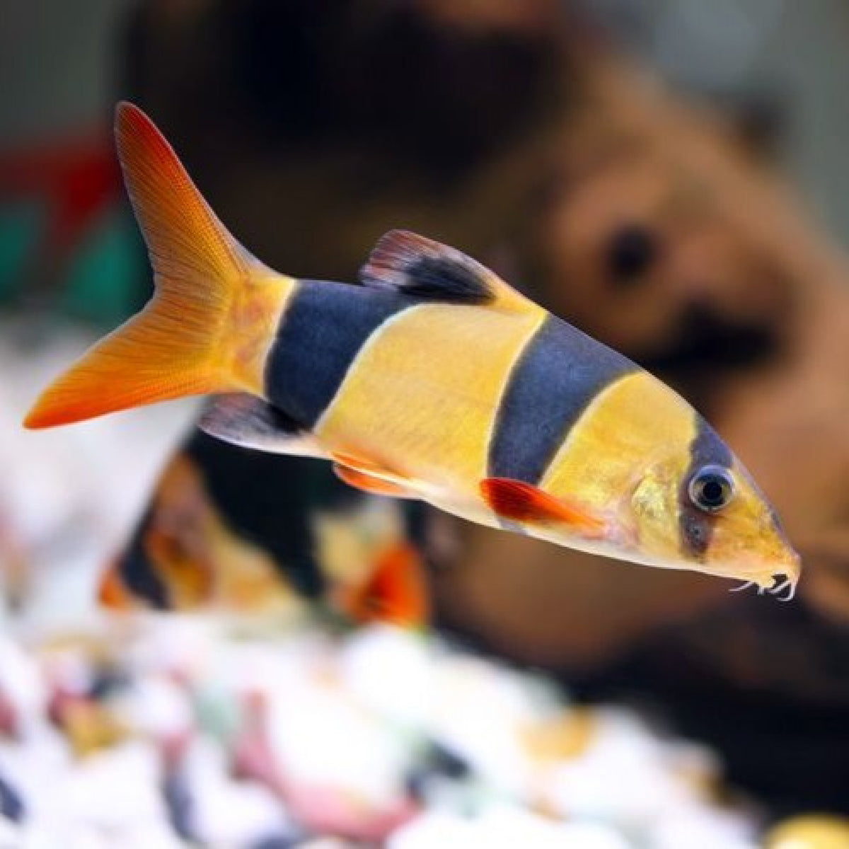 Clown Loach [ 1.3 to 1.5 inches ]