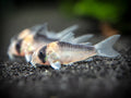 Adolfo Cory Corydoras