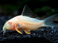 Albino Cory Corydoras