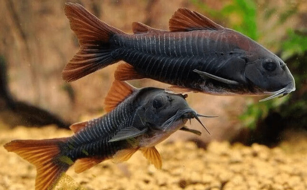 Black Venezuela Cory Corydoras
