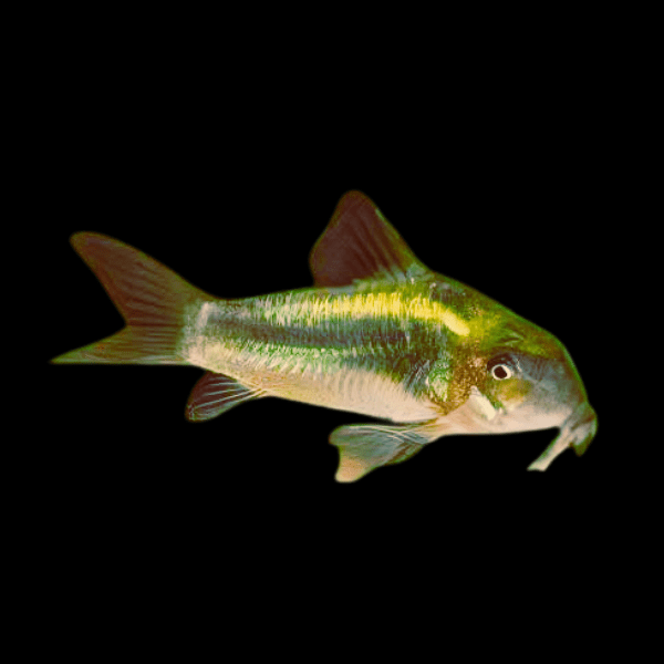 Green Laser Cory Corydoras