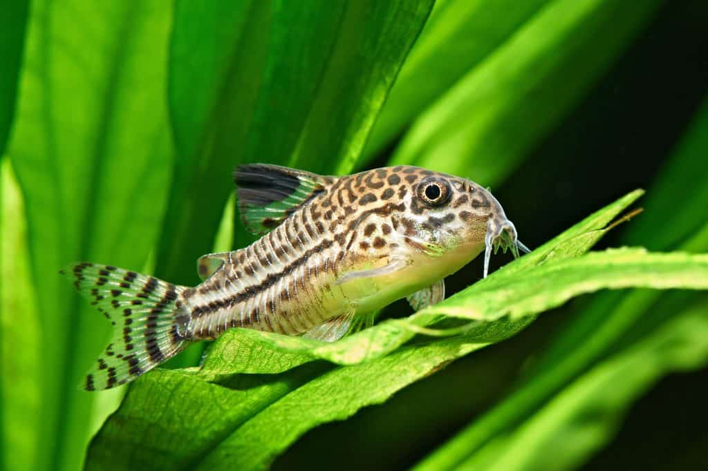 Julii Cory Corydoras