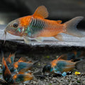 Orange Venezuela Cory Corydoras